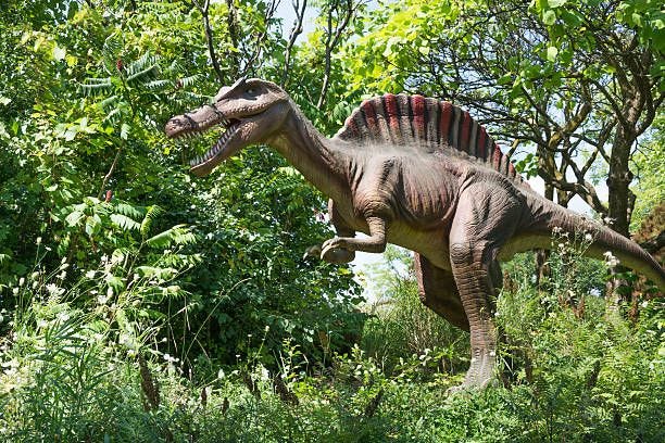 An Extinct Spinosaurus - Spinosaurus Aegyptiacus. Spinosaurus is a genus of theropod dinosaur that lived in what now is North Africa, during the...