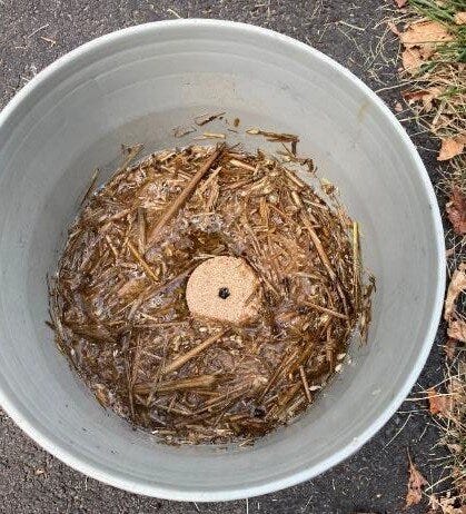 UPDATED: How to Set Up a Mosquito Larva Trap — Audubon Society of Northern  Virginia