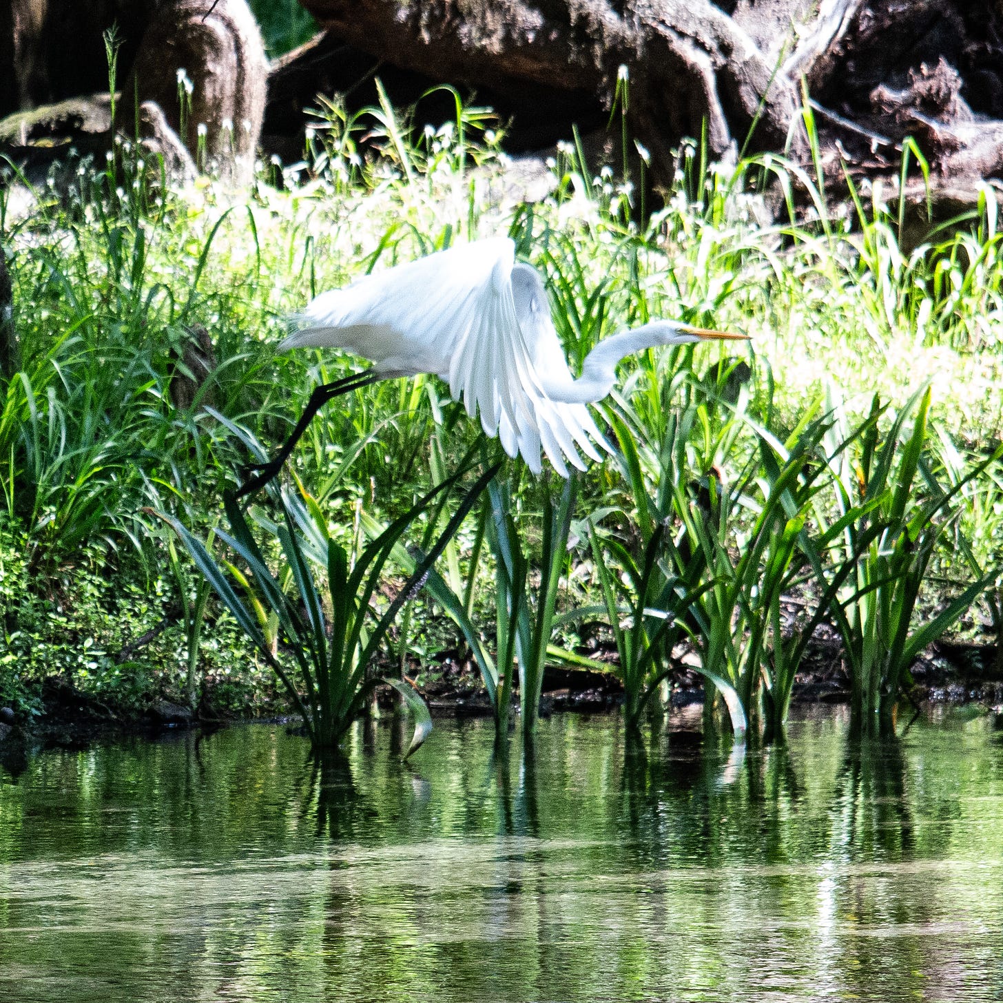 Egret in flight