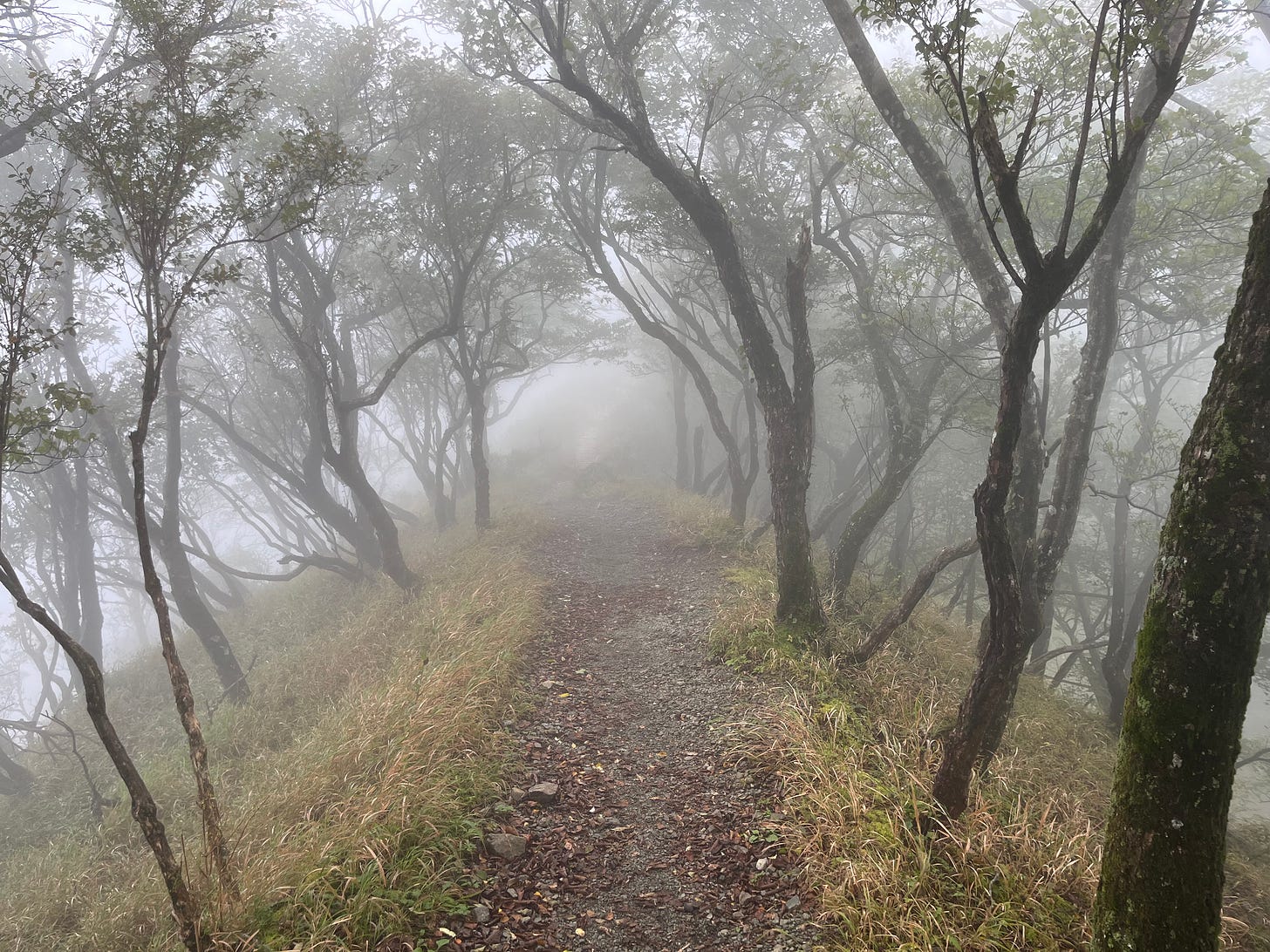 a path surrounded by trees in mist