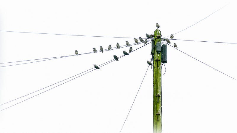 Birdes perched on power lines