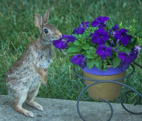 rabbit nibbling on flowers