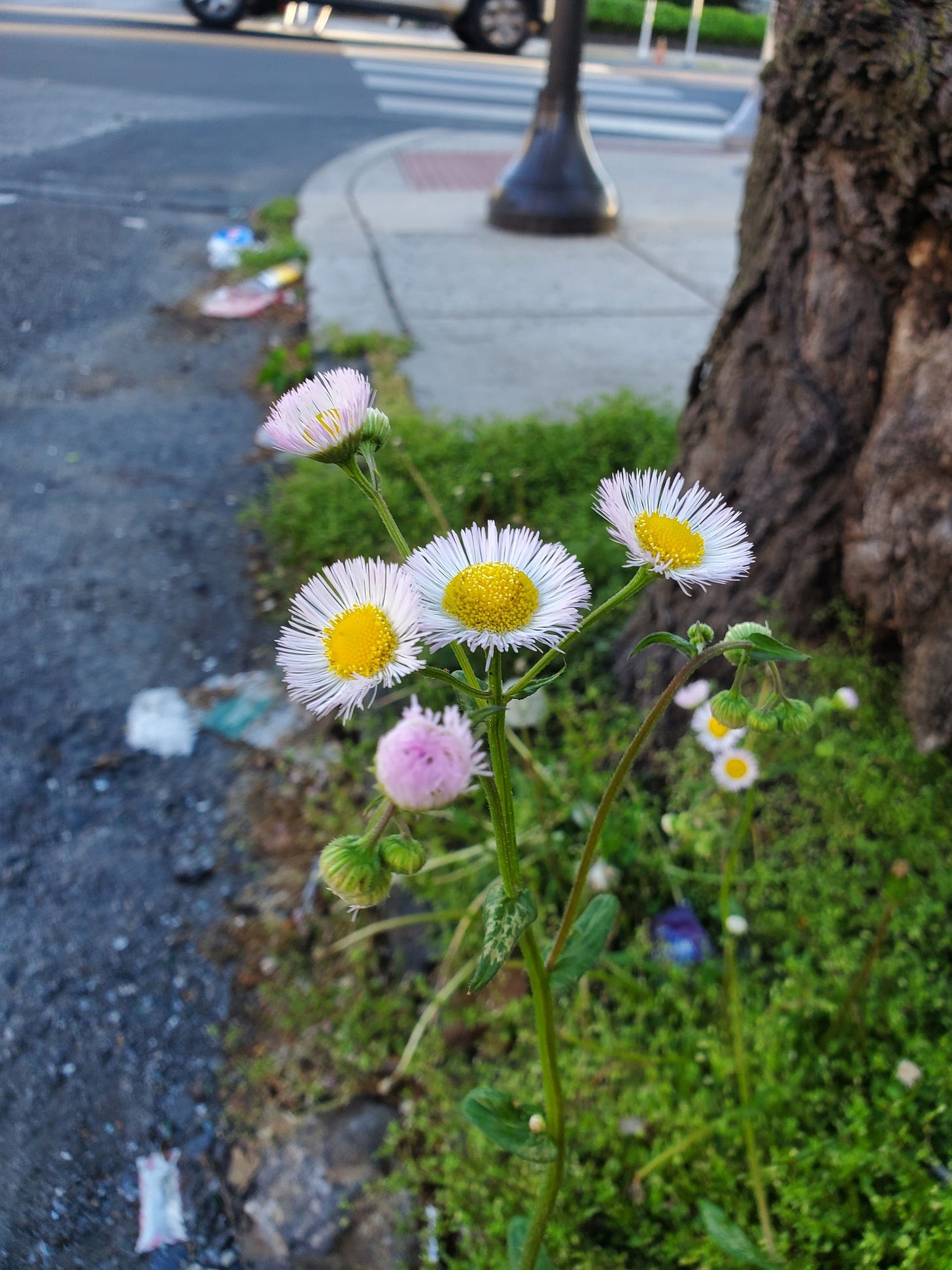 small yellow-centered, white/pink daisies, a.k.a. Philadelphia fleabanes