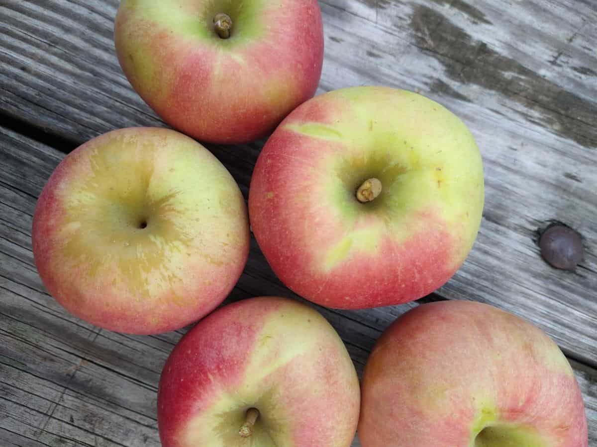 Overhead view of Sweet Zinger apples on a wood picnic table.