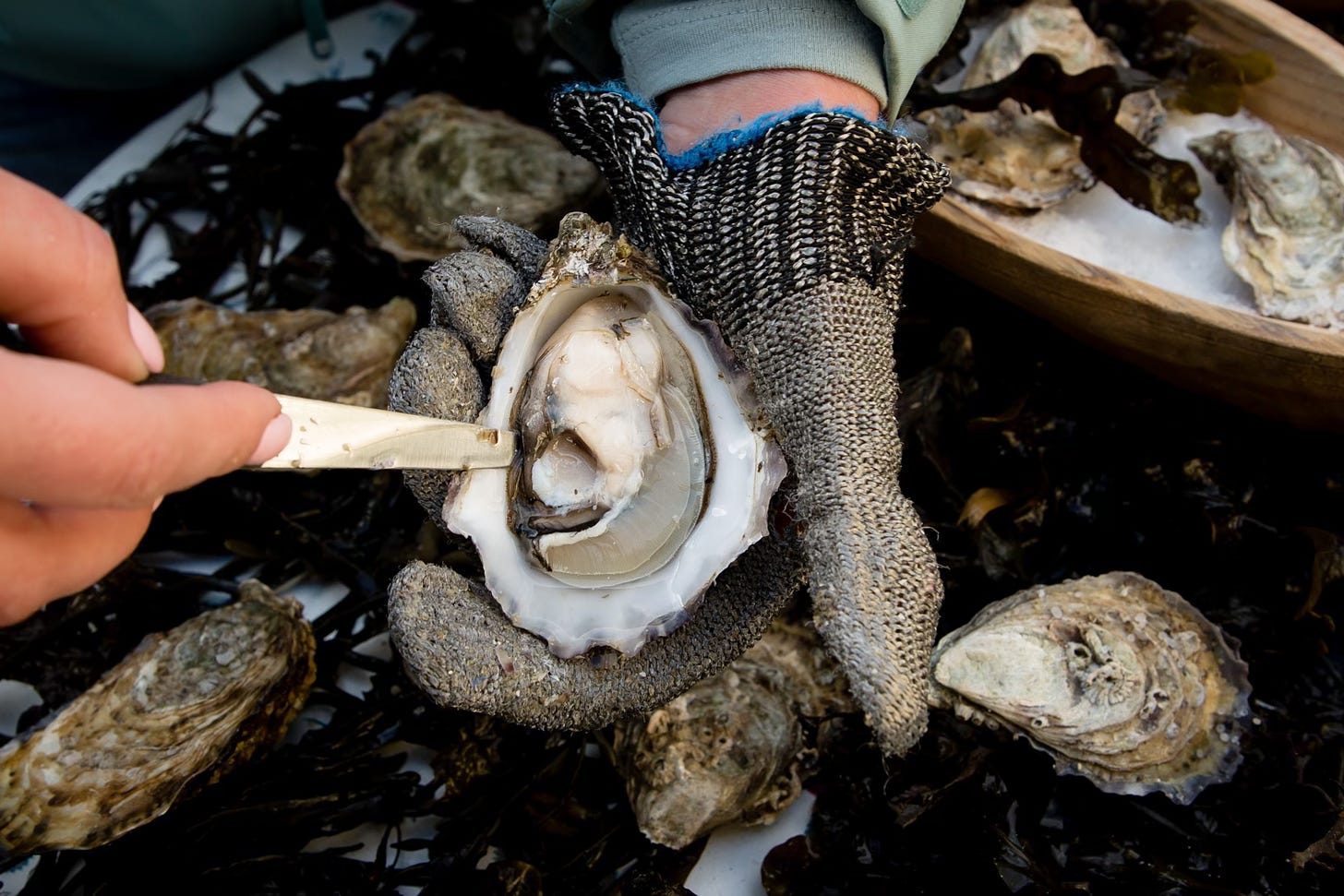 The rock oyster (Credit: Tourism Ireland)