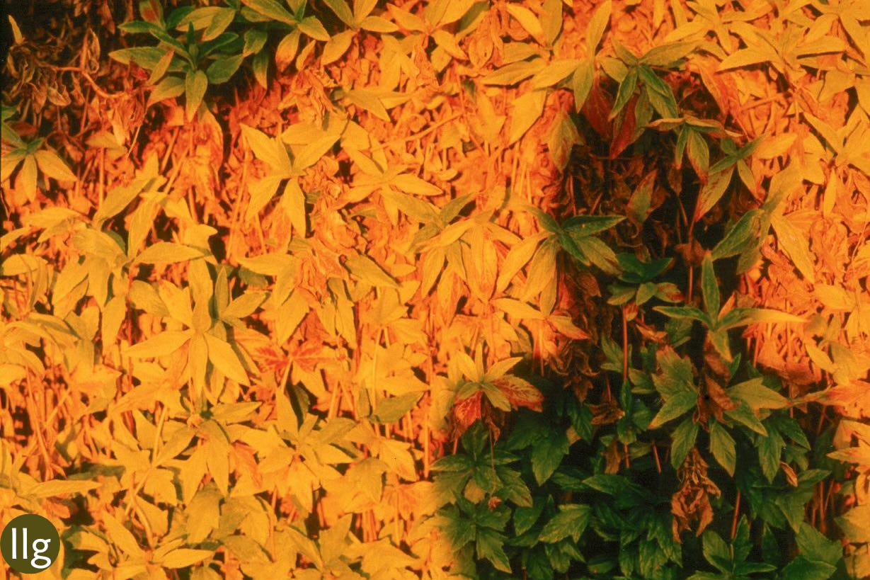 shadow of figure against leaves 