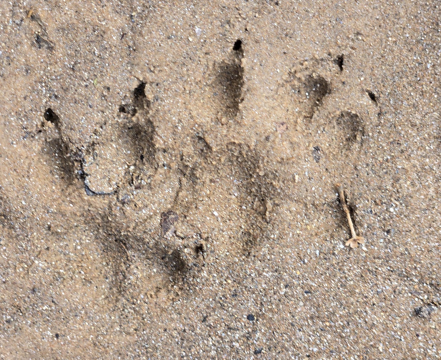 Two tracks in sand with clear claws registering