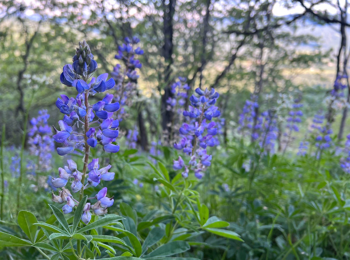 Up close picture of lupine flowers