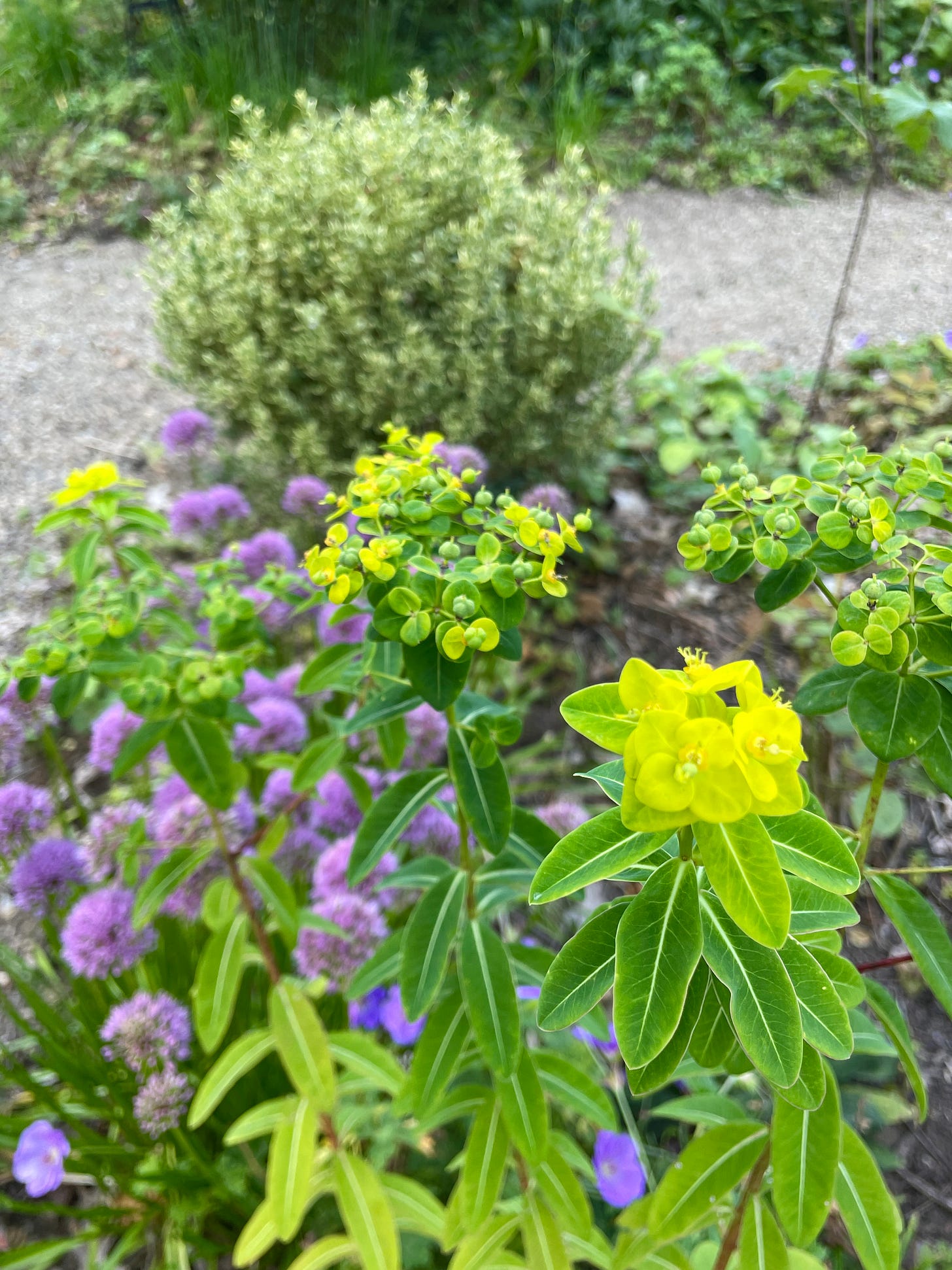 Euphorbia donnii is blooming now, possibly because it went in this spring. 