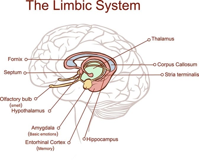 Limbic System and Behavior