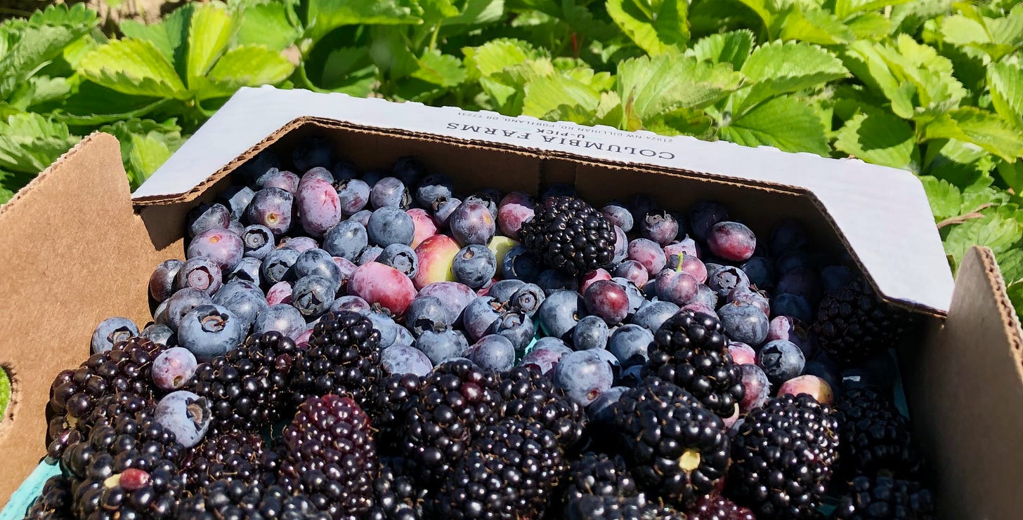 A carton of blueberries and blackberries held against a backdrop of strawberry bushes