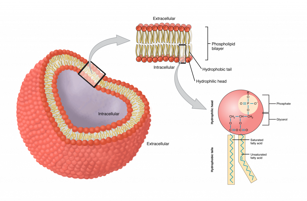 3.1 The Cell Membrane – Anatomy & Physiology