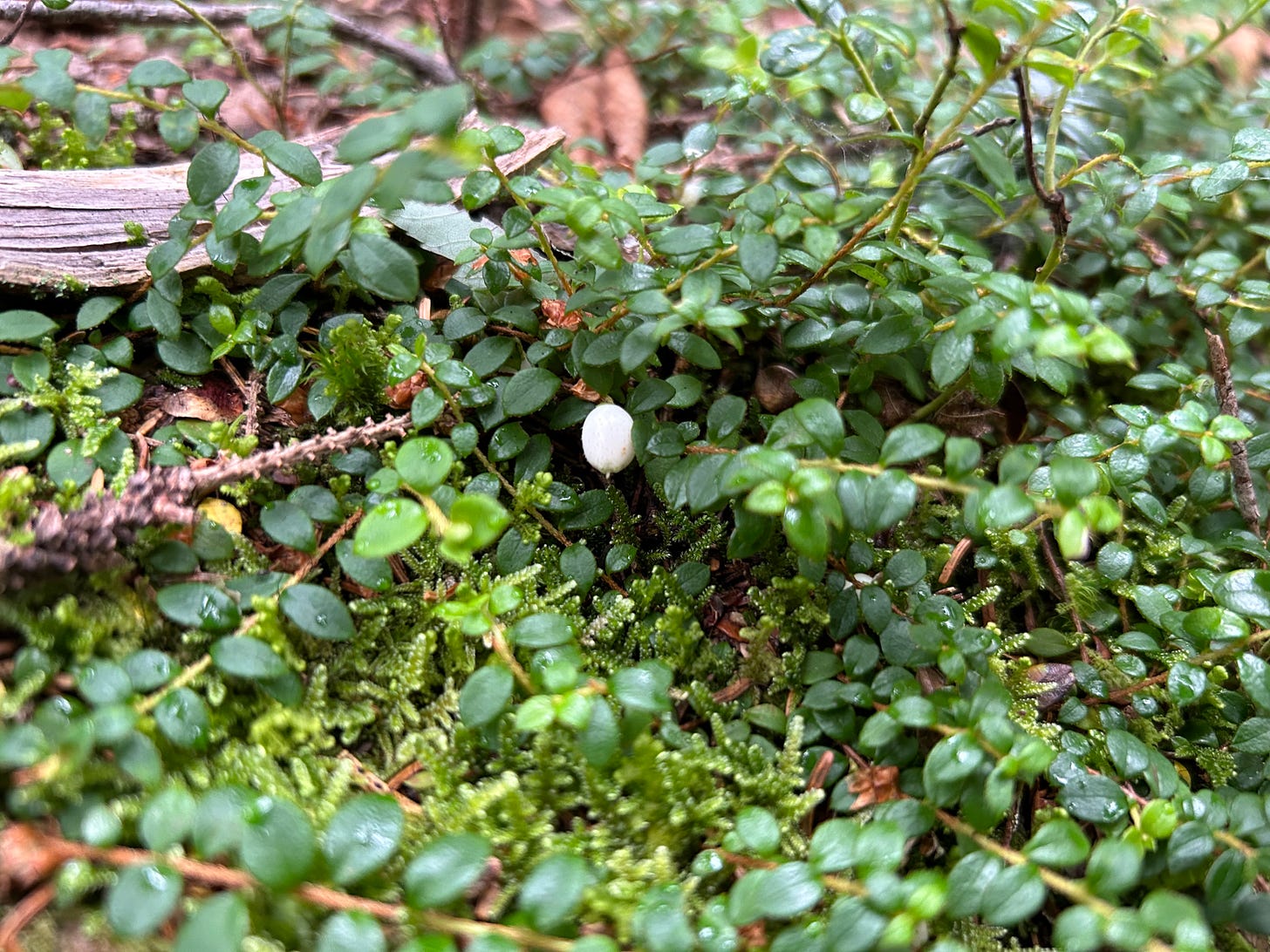 Photo of small green leaves above moss with one white berry in the center