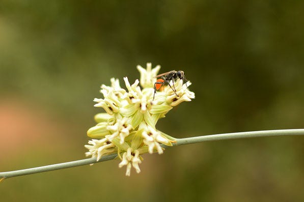 small wasp on desert milkweed (asclepias subulata)