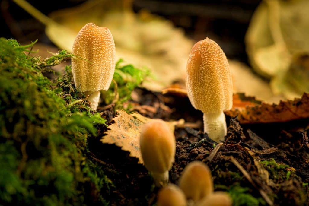 Fungi: The Hidden Heroes of Ecosystems