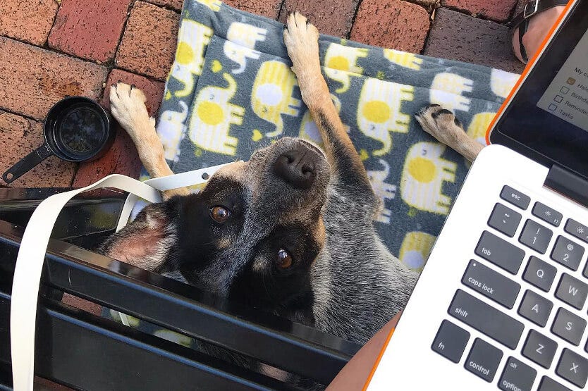 Scout holding her place command while I work outside at a public mall