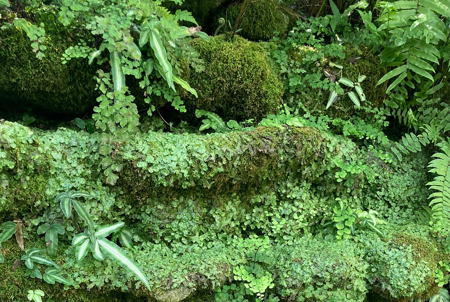 Various ferns and mosses growing on a wall