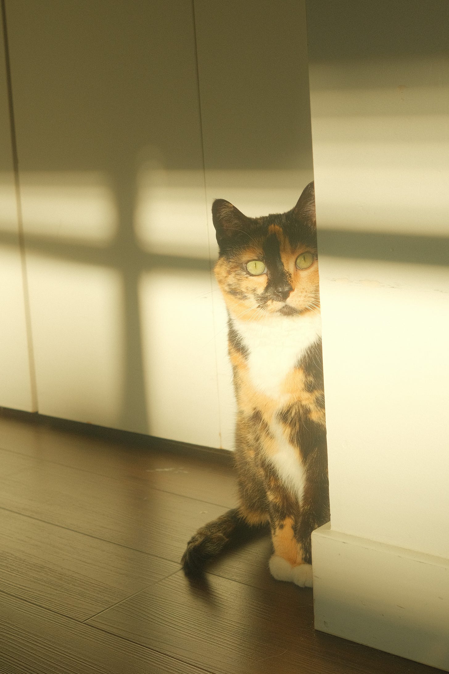 A calico cat with green eyes. The cat is standing in a corner and light from the window is hitting her. 