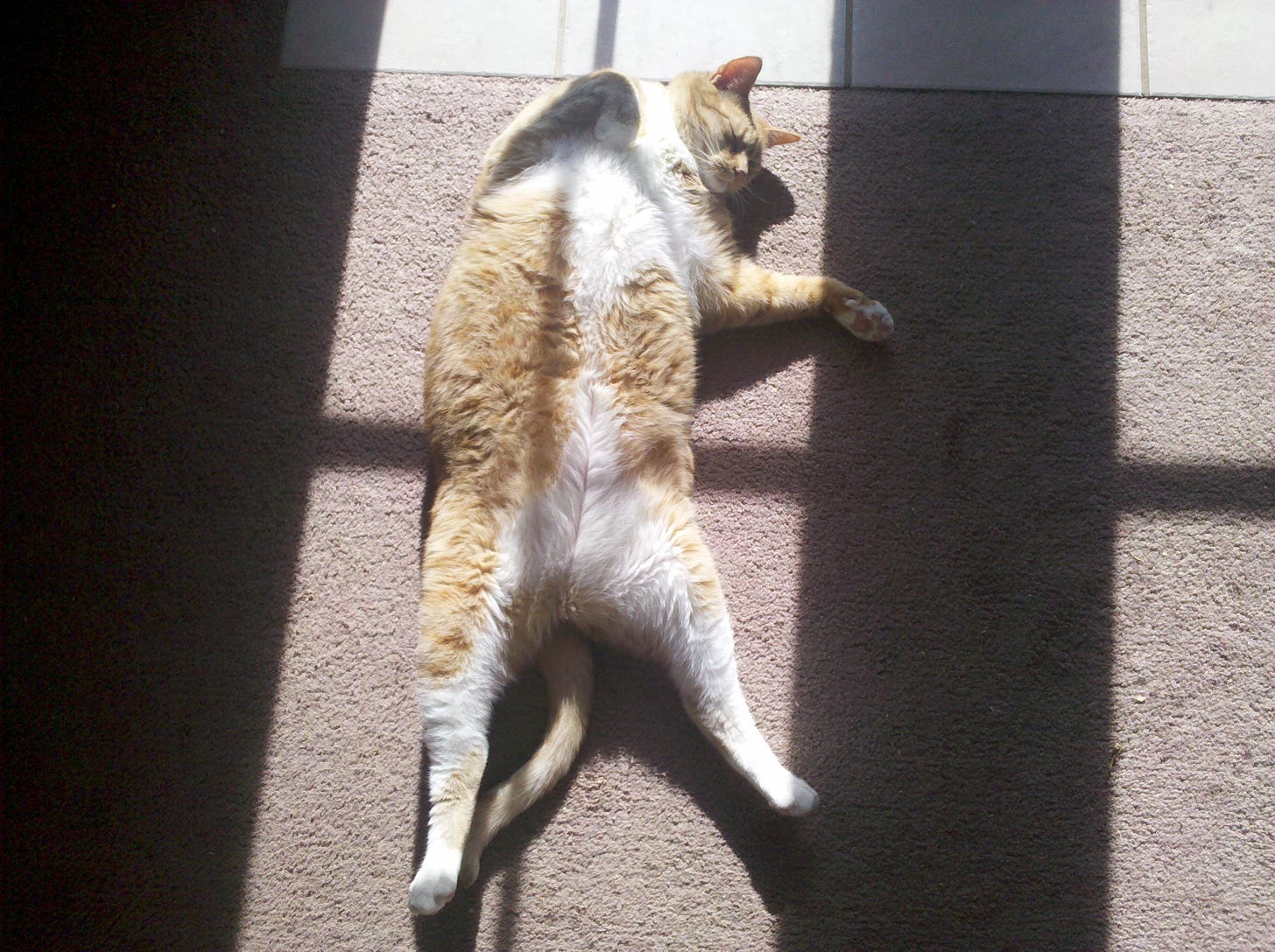 Orange and white cat laying on his back sleeping in the sunlight