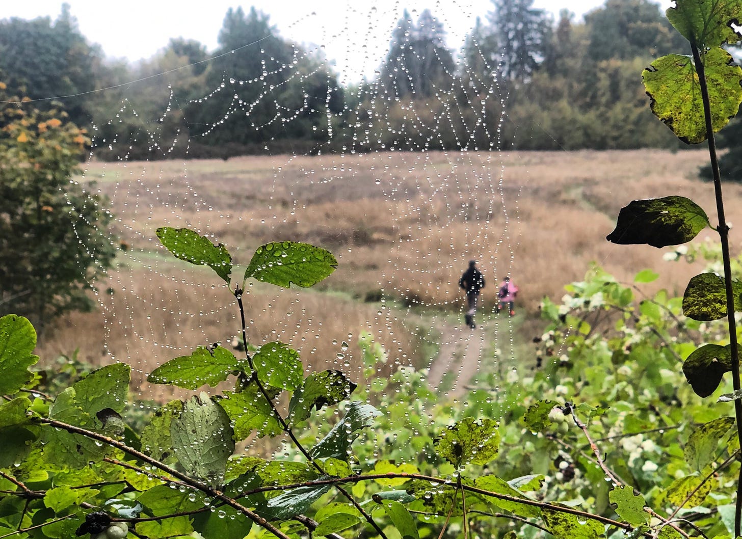 Close up of a spiderweb with droplets of dew across a green bush with a man and child running through a field in the distance. 