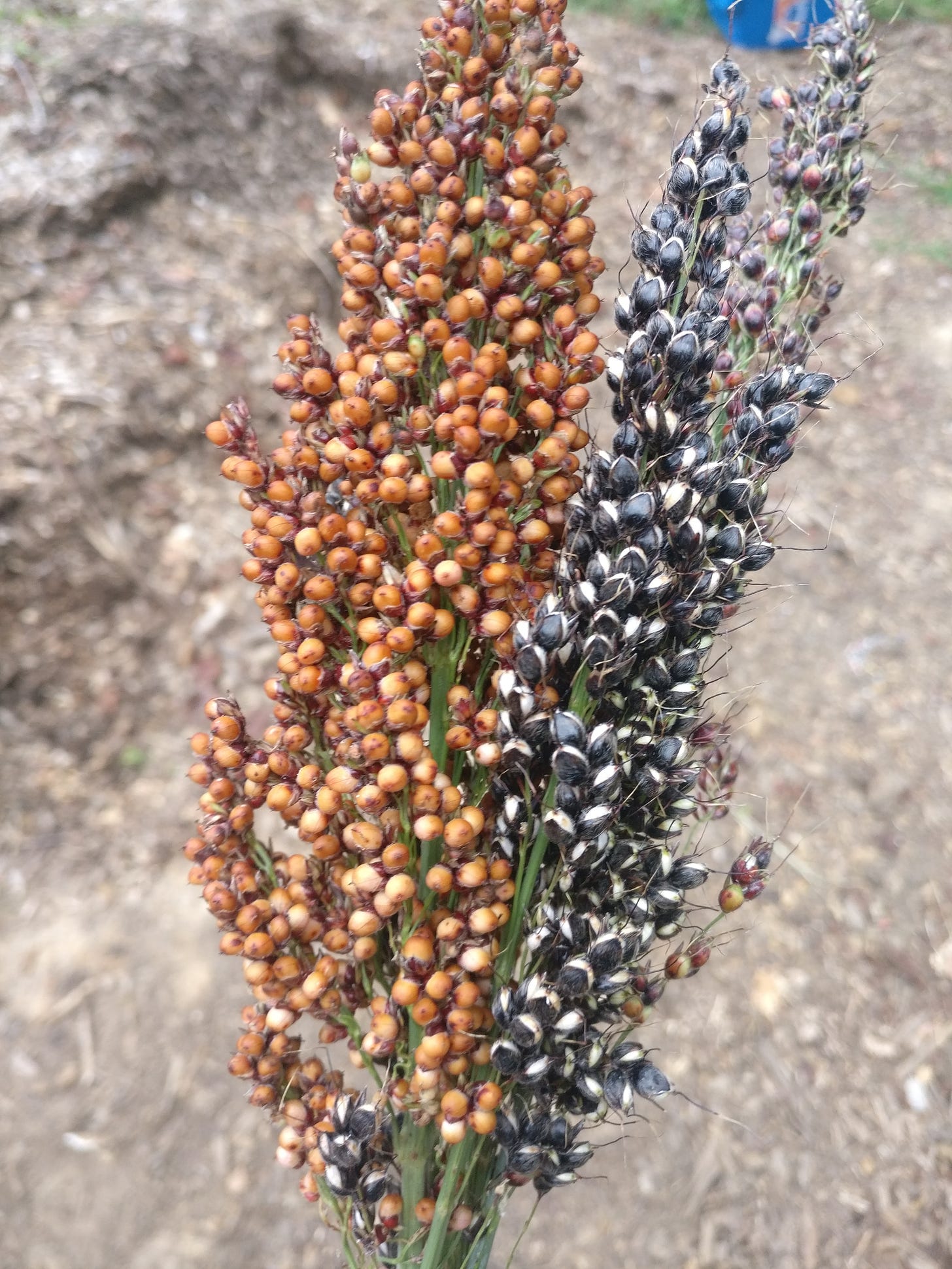 A photograph of two seed heads from a sorghum plant.