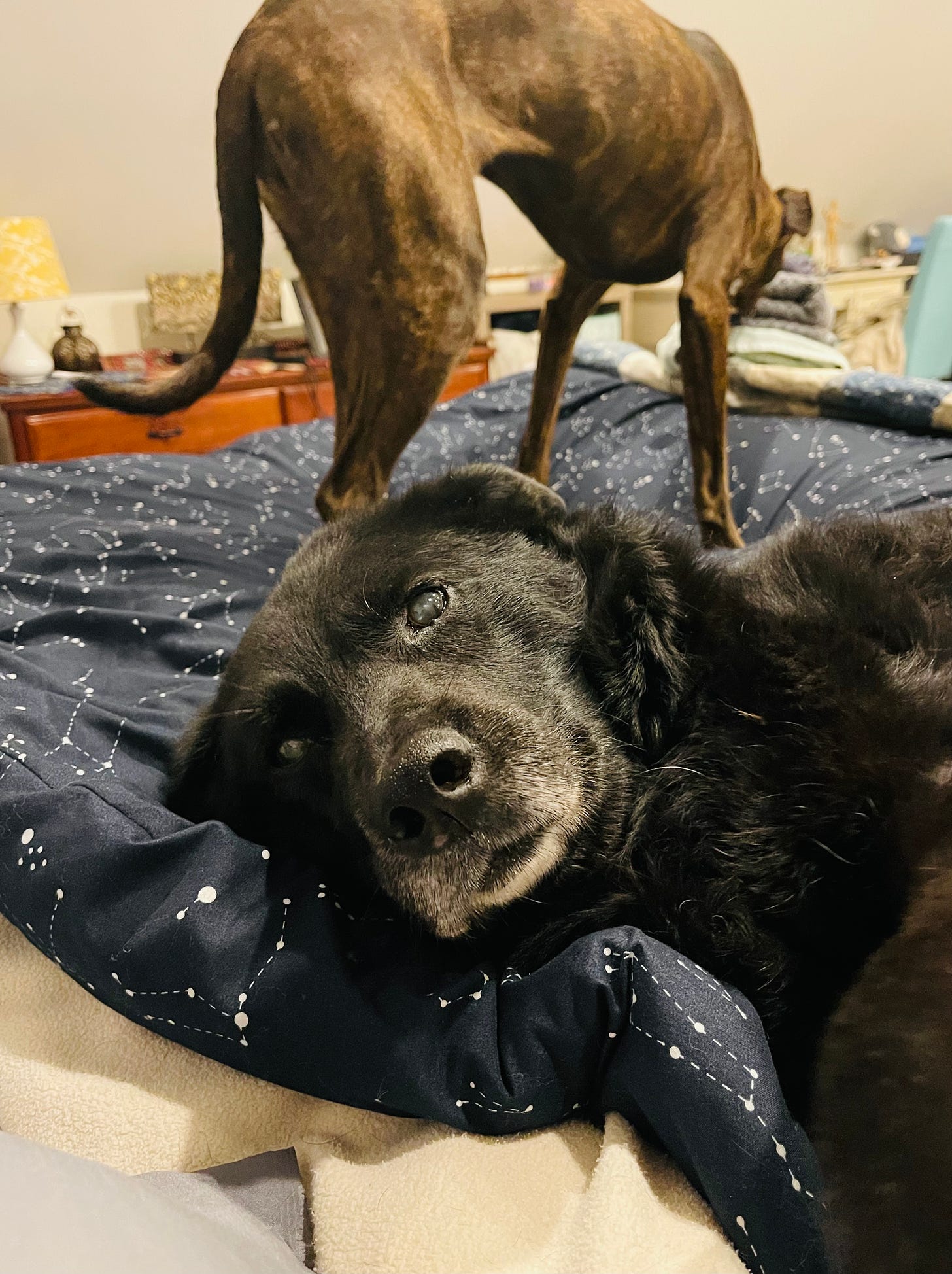 Dog flopped sideways on a bed. In the background is another dog standing, heading somewhere