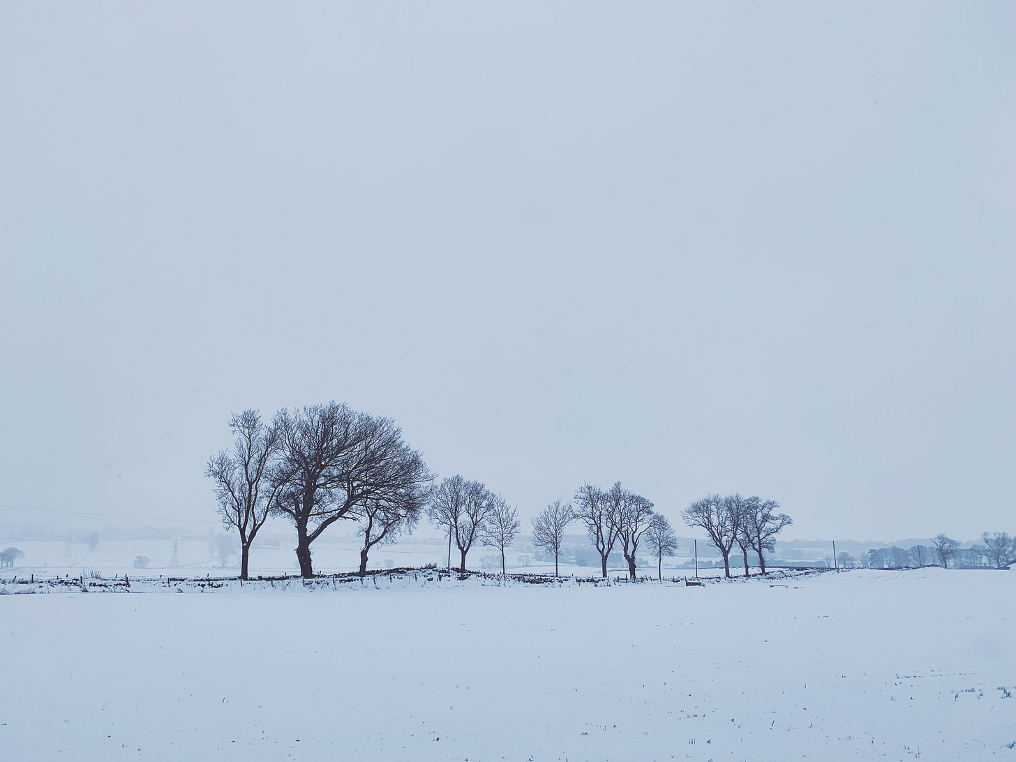 A stark winter scene - the outline of a group of bare trees in a line against a white field covered in snow and the white winter sky
