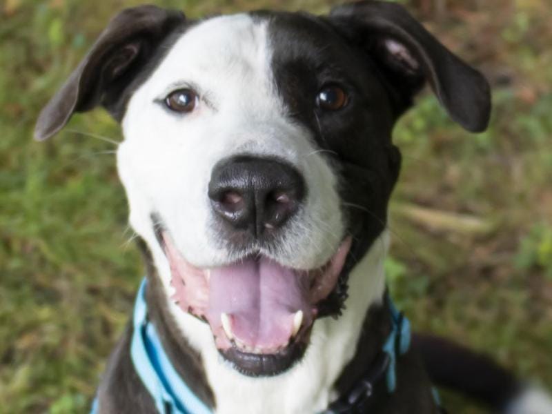 Adoptable Dog of the Week: Rocky