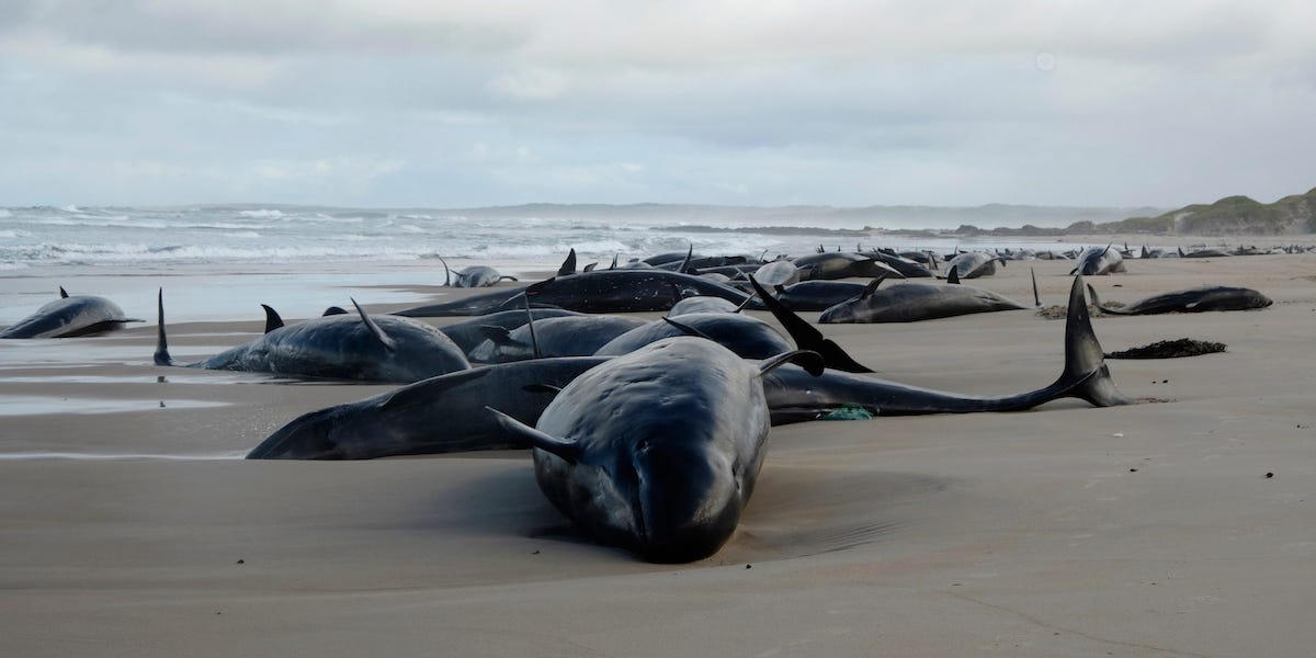 (Department of Natural Resources and Environment Tasmania, NRE via AP)
