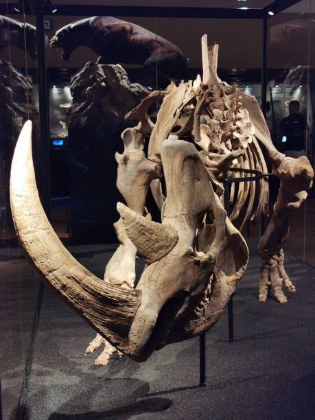 skeleton of a rhinoceros skeleton of a rhinoceros as very nice natural background rhino skeleton stock pictures, royalty-free photos & images