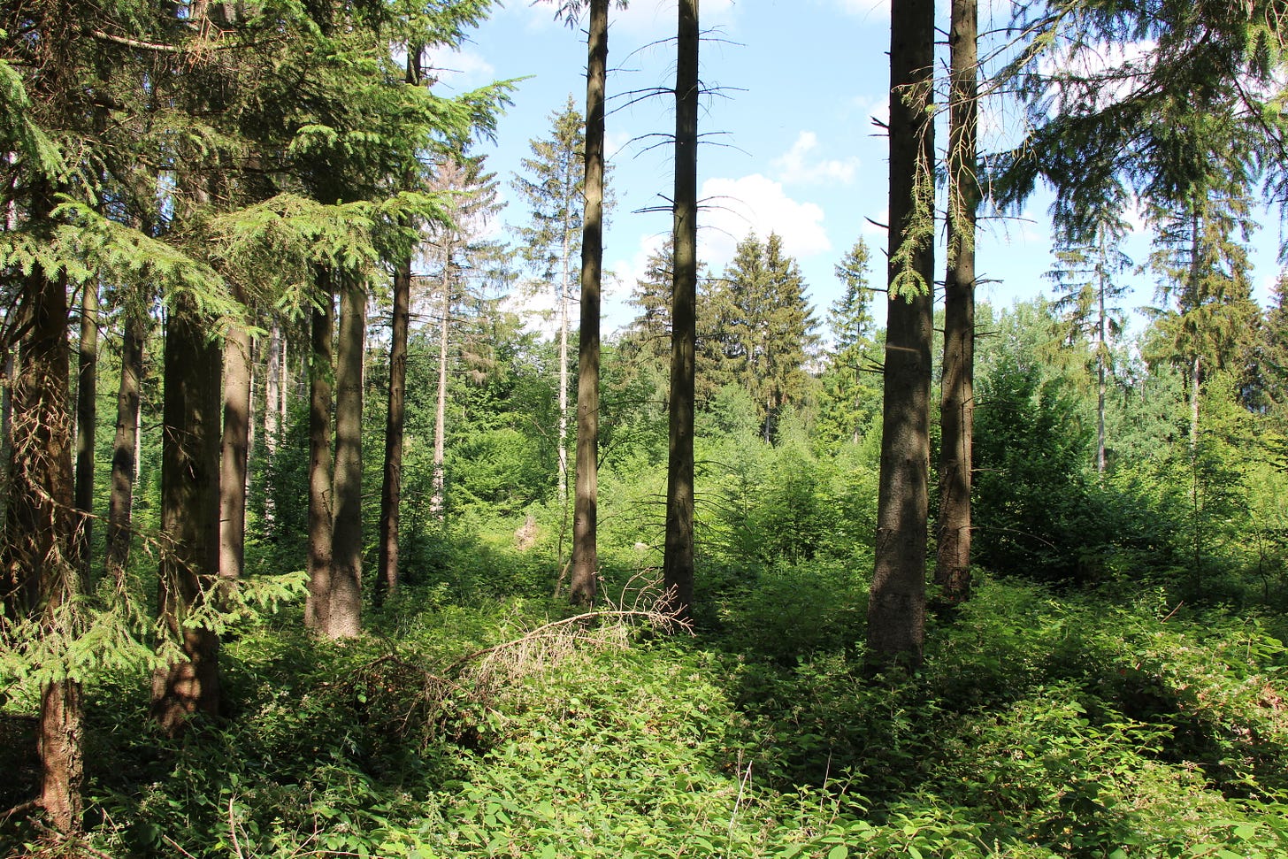 a temperate coniferous forest with a few successional stages clearly visible