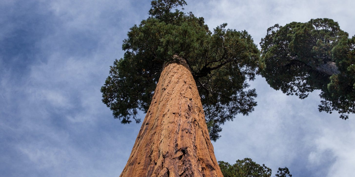 giant sequoias