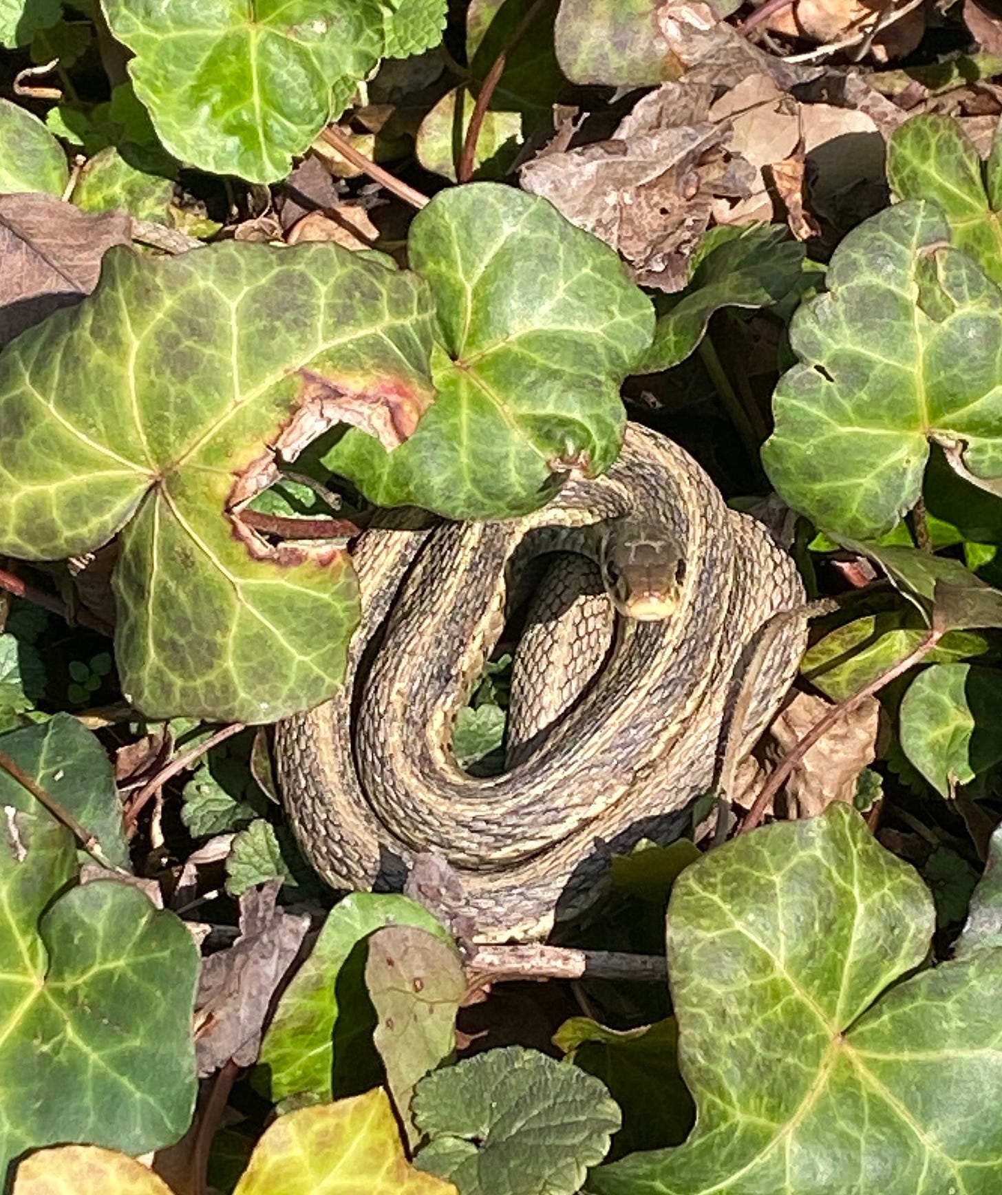 a small snake amongst leaves