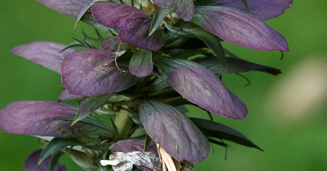 a close up of a purple flower with green leaves