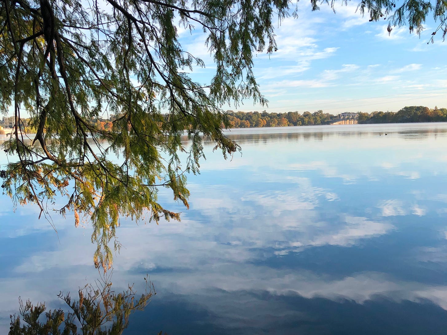 Pine branches swoop down the left side and top as you see the reflection of a cloudy sky on a man made lake. Photo by Vanessa Minero Rodriguez.