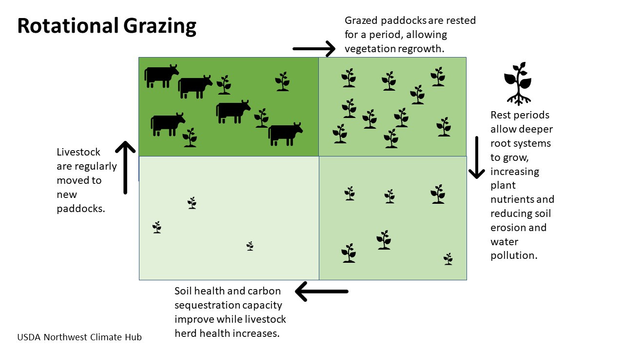 Rotational Grazing for Climate Resilience | USDA Climate Hubs