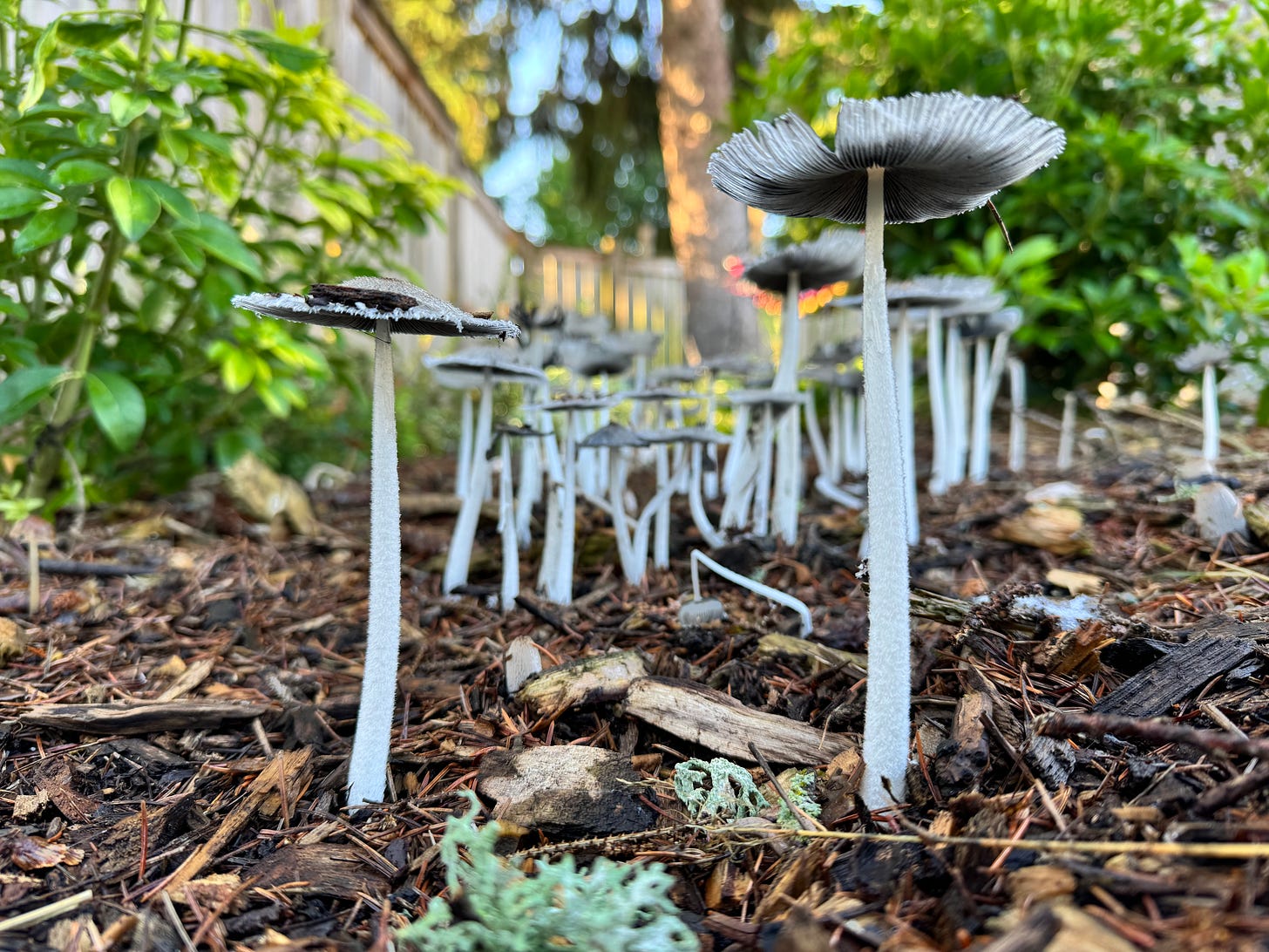 These mushrooms are growing in my back yard.