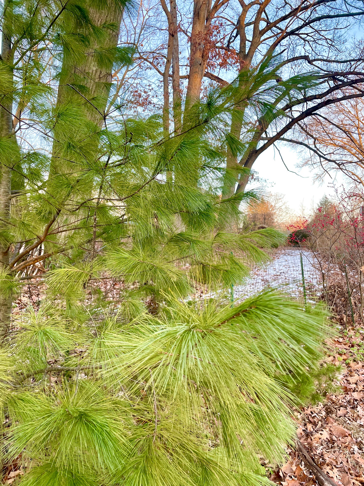 White pine is a beautiful native tree. We have been told that our Woodland contained many dozens of pines not long ago, and so we have added them back in. One clue that tells me that there were more pines here is that Canada Mayflower (Maianthemum canadense) is growing in the places where we have added a few pine needles from our Christmas trees, including the ones that I have dragged home from the neighbors’. 