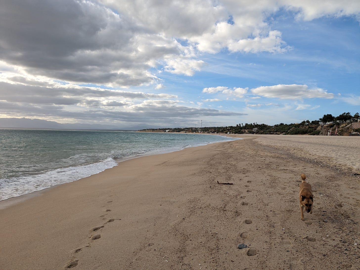 Beach scene with dog