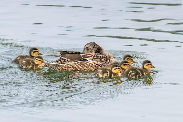 Anatroccoli che nuotano i bambini dell'anatra del germano reale sulla  superficie dell'acqua | Foto Premium