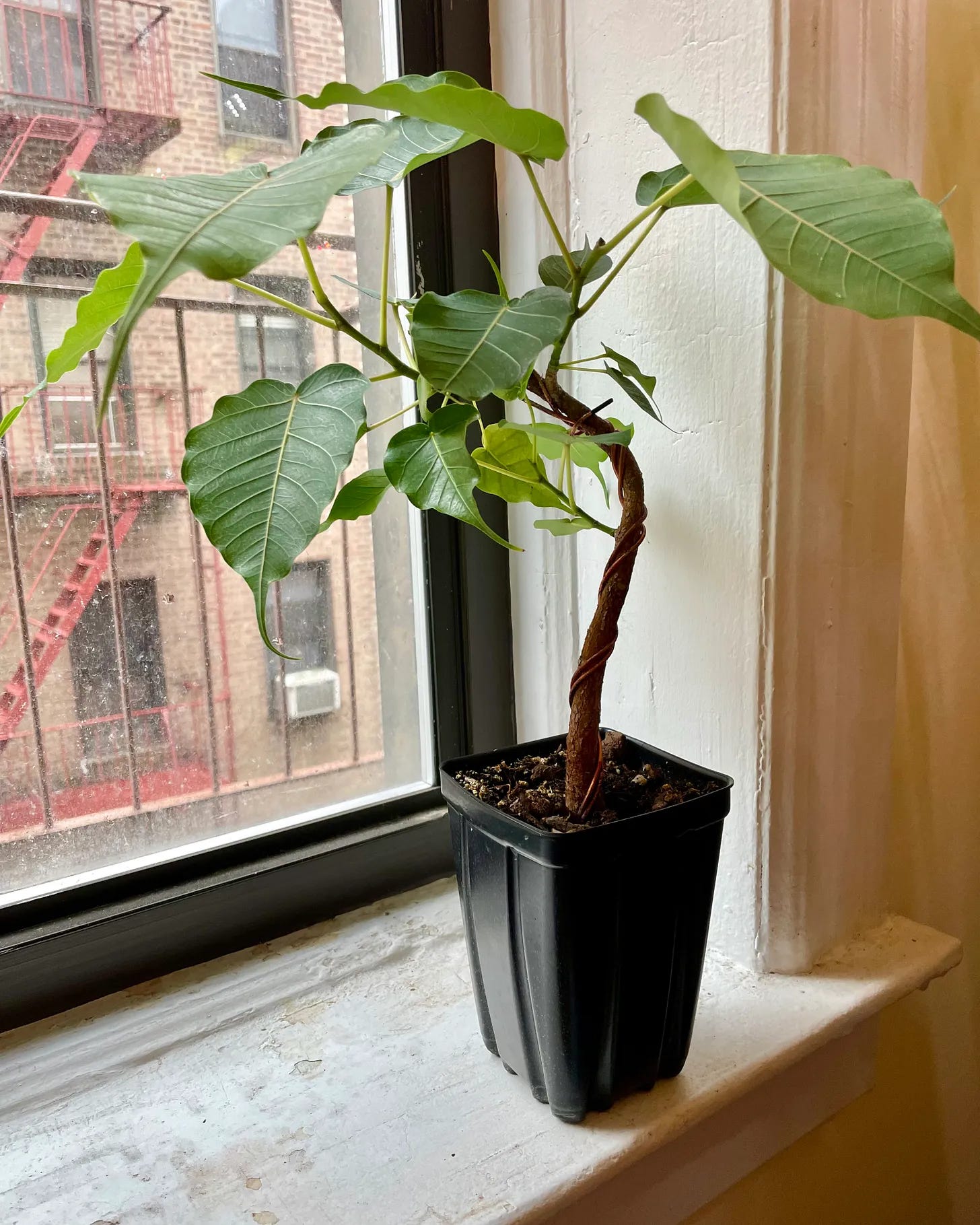 ID: Ficus on my windowsill, much younger and skinnier