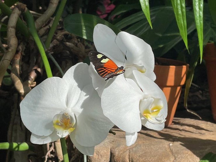 At Frederick Meijer Gardens. I think this is a small postman butterly (Heliconius melpomene) on a phalaenopsis orchid. Photo credit: Ron Rienstra