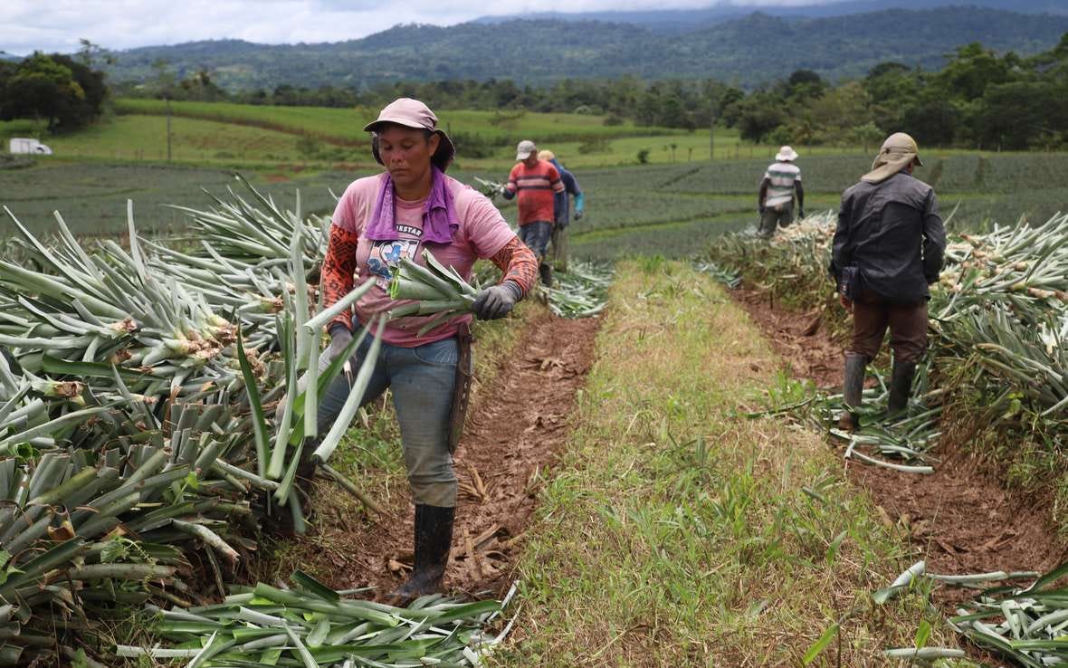 RS340044_Pineapple workers in Costa Rica