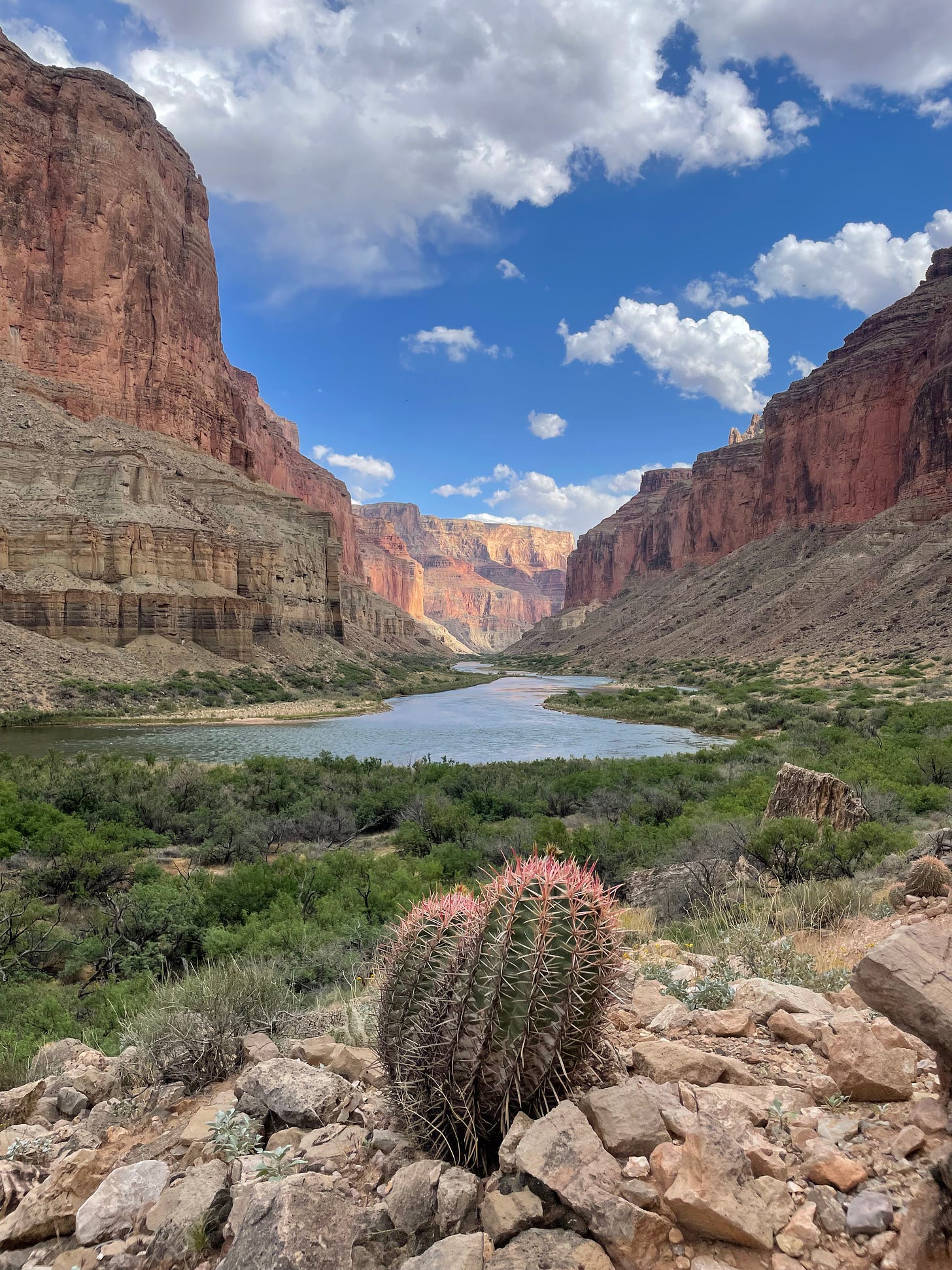 A cactus tinged with pink and yellow spikes sits in the foreground as the Colorado River winds between tall orange and yellow cliffs, beneath a blue sky dotted with puffy white clouds