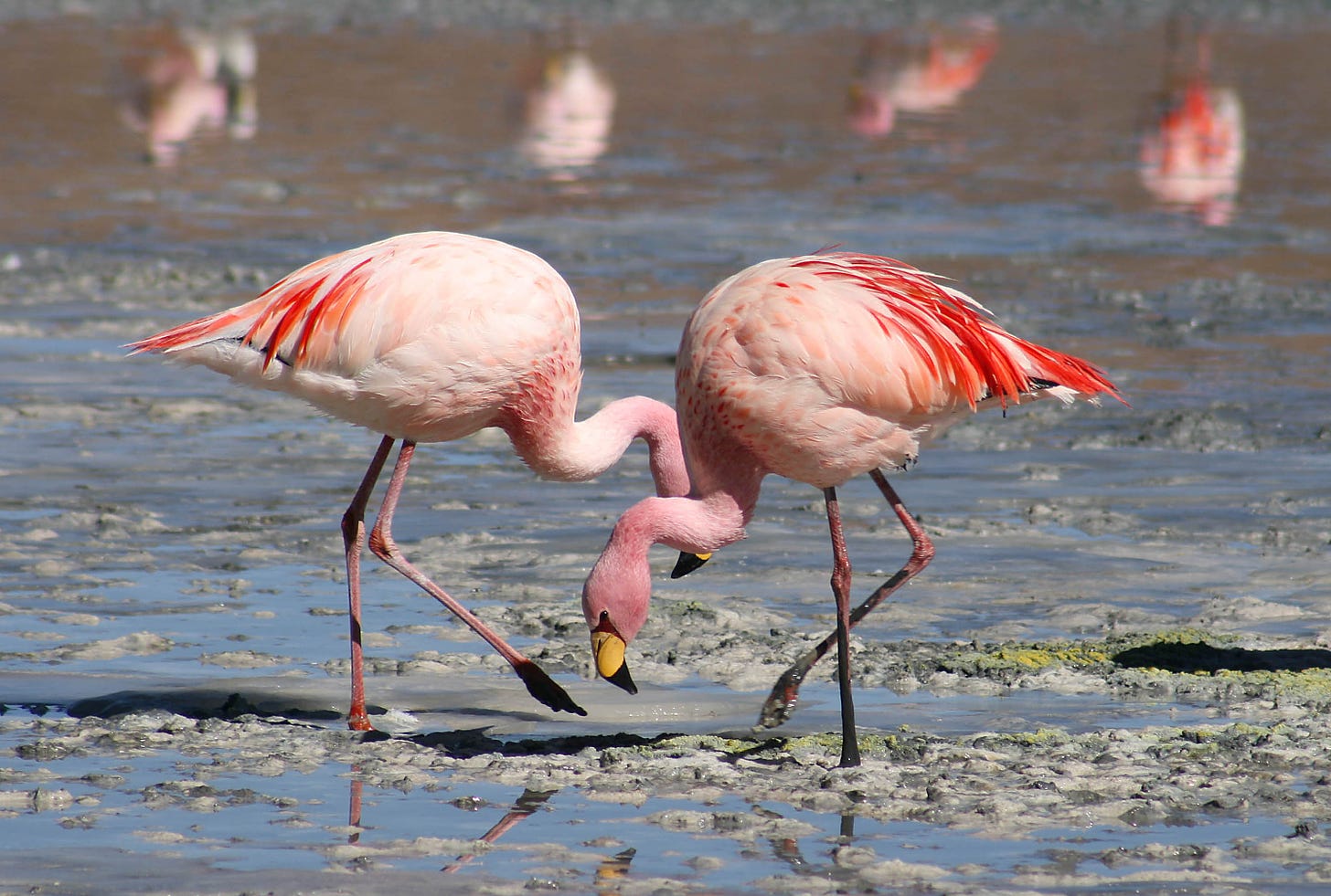 Flamingo - Wikipedia