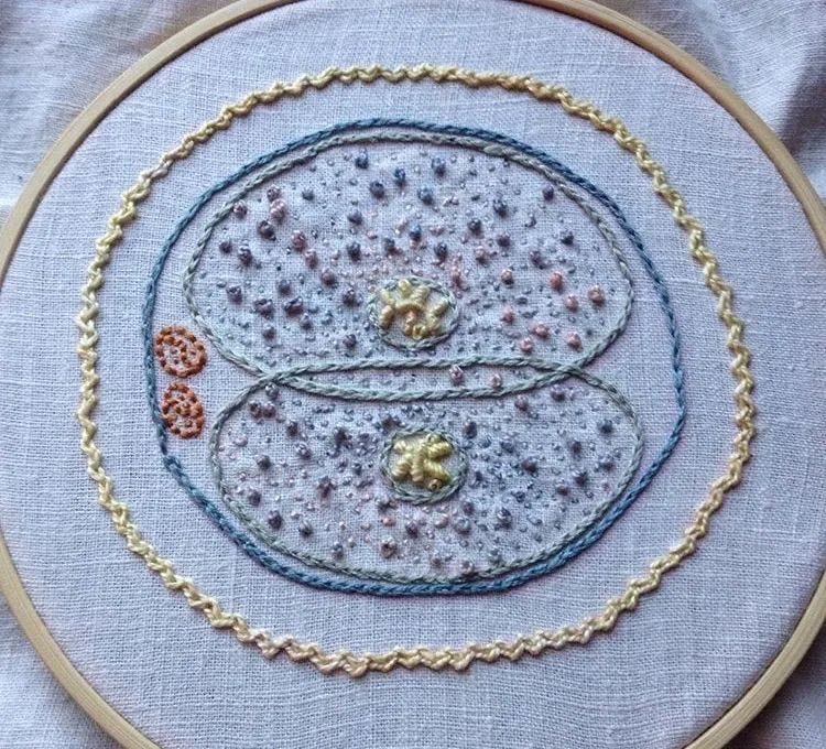 mitosis sampler (2016)  An embroidered image of a cell dividing into two cells. The colours are muted pastels and each aspect of the cell is done in a different stitch. 