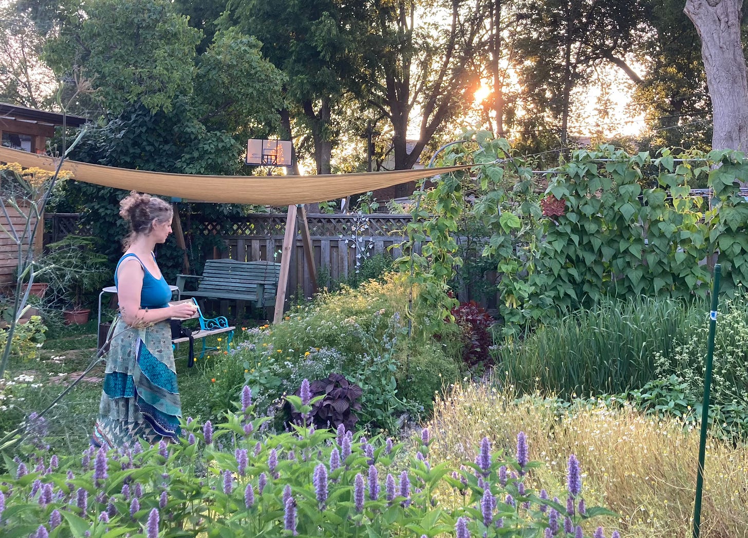 A white woman with grey hair looks at a garden with climbing beans, anise hyssop, swaths of calendula and chamomile
