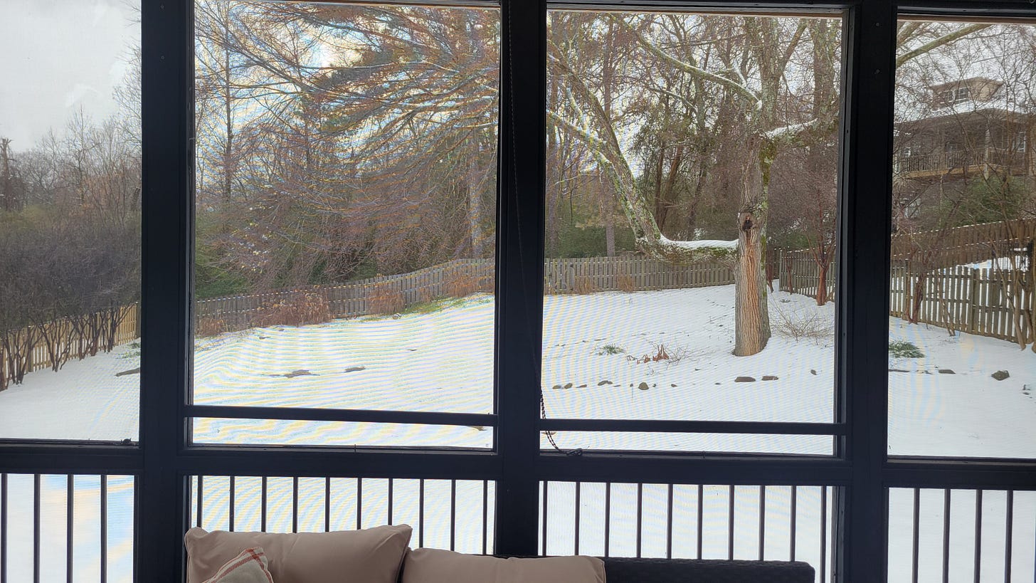 snow on backyard ground with tree