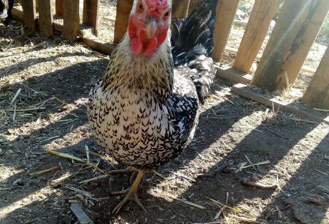 a silver wyandotte hen staring angrily into your soul