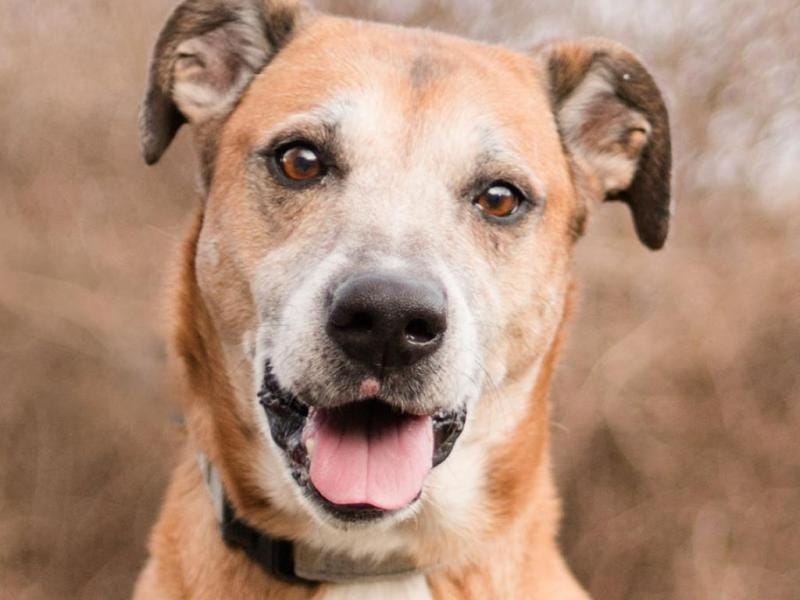 Adopt Rocky: A loving, social dog ready for his rorever home
